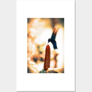 Caribbean Hummingbird Posters and Art